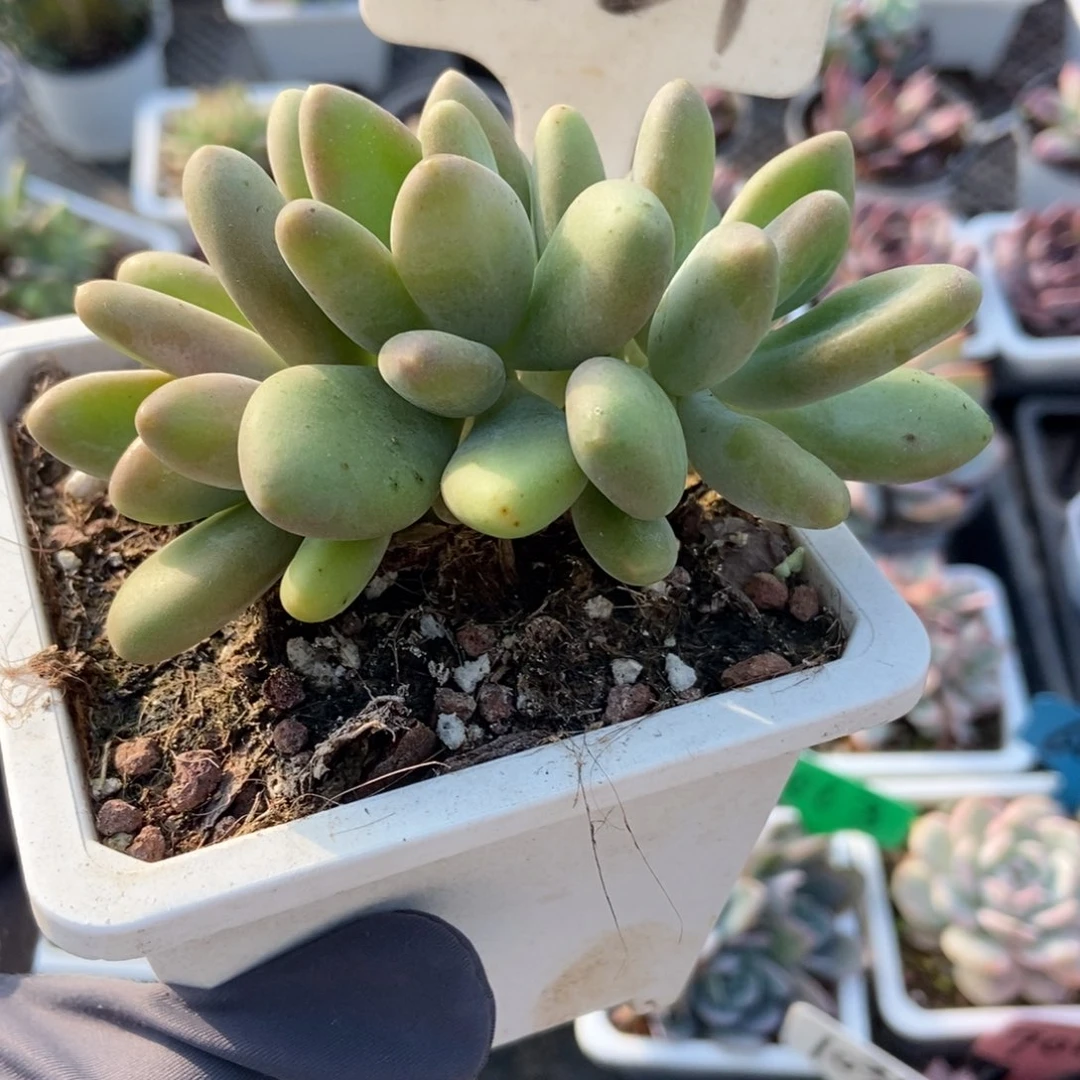 2024芒果奶多肉植物了