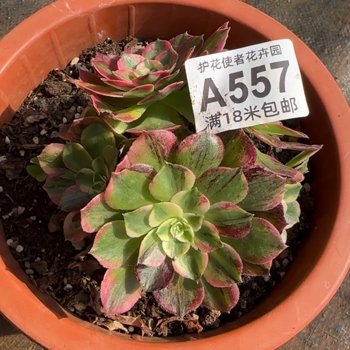 多肉法师伯爵朵朵