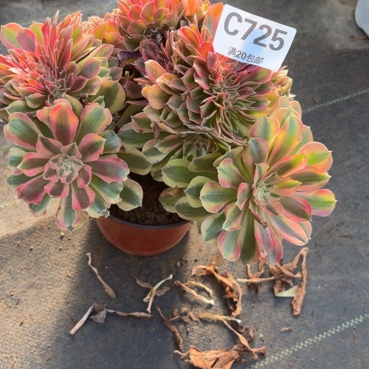 瑞妈，。。。。。。725洛神