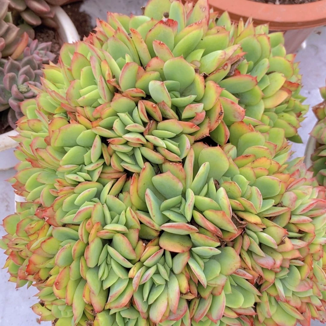 绮罗仙子朵朵缀多头群生