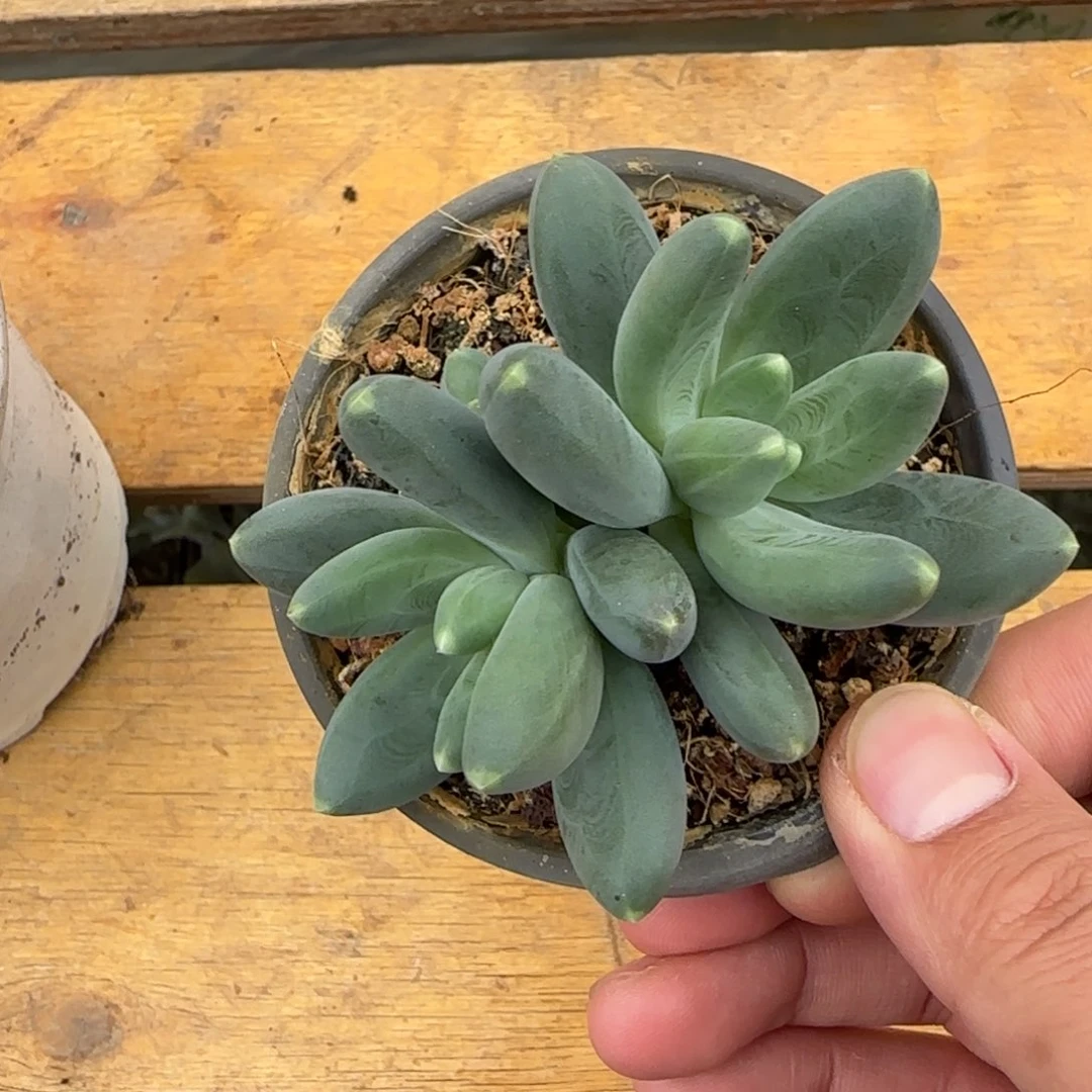多肉植物一物一拍芭比亚