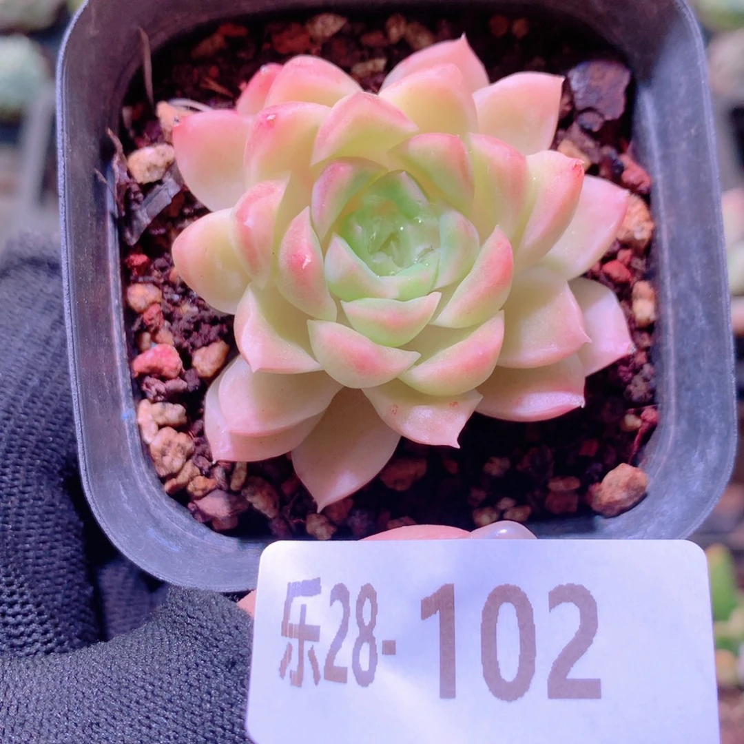 乐然28-102 迈凯伦