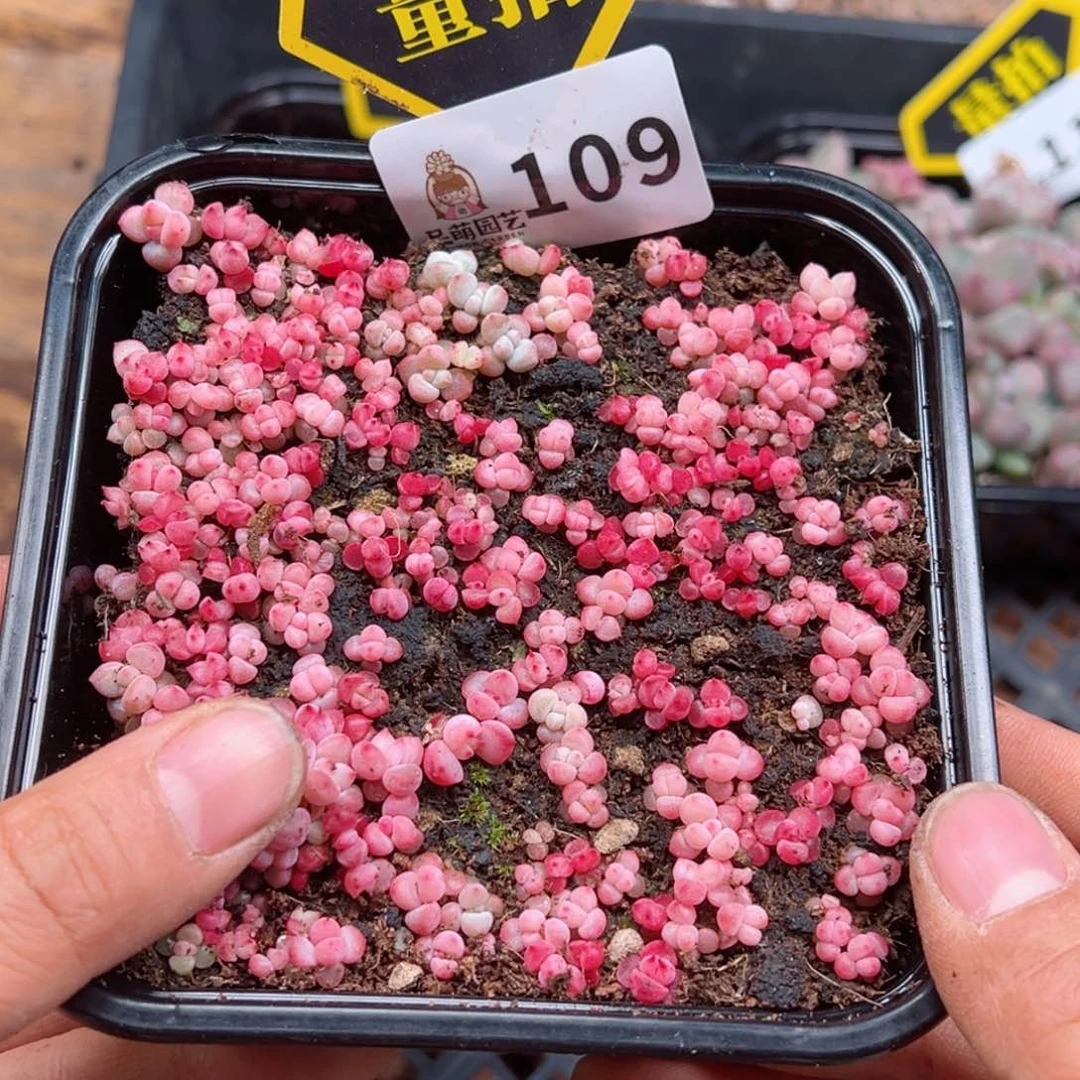 多肉植物多肉植物