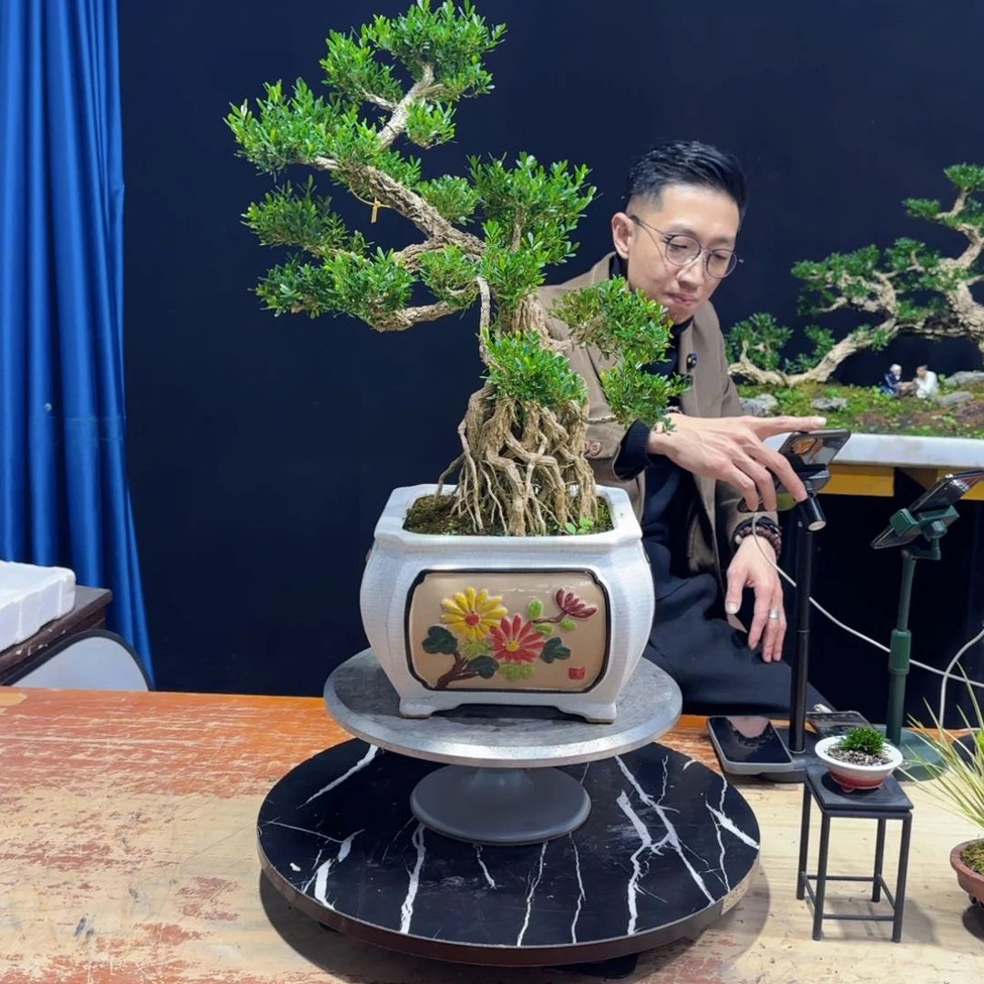 黄杨室内室外盆景艺术