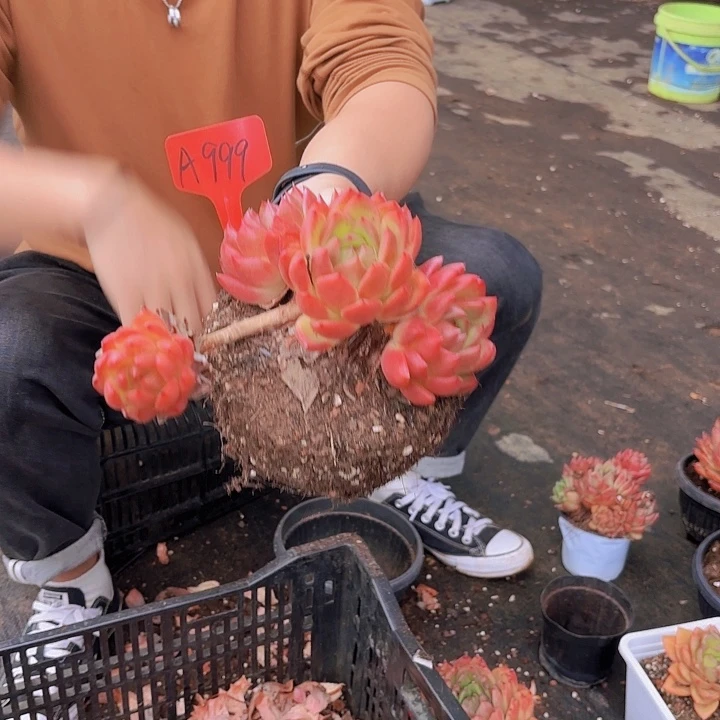 用****3优选一物一拍A999