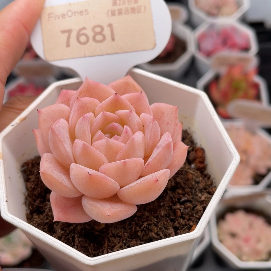 纯爱7681-5.0厘米