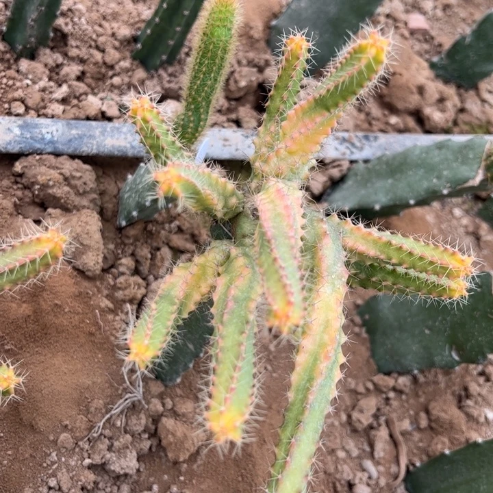 嫁接梅花角锦一颗45