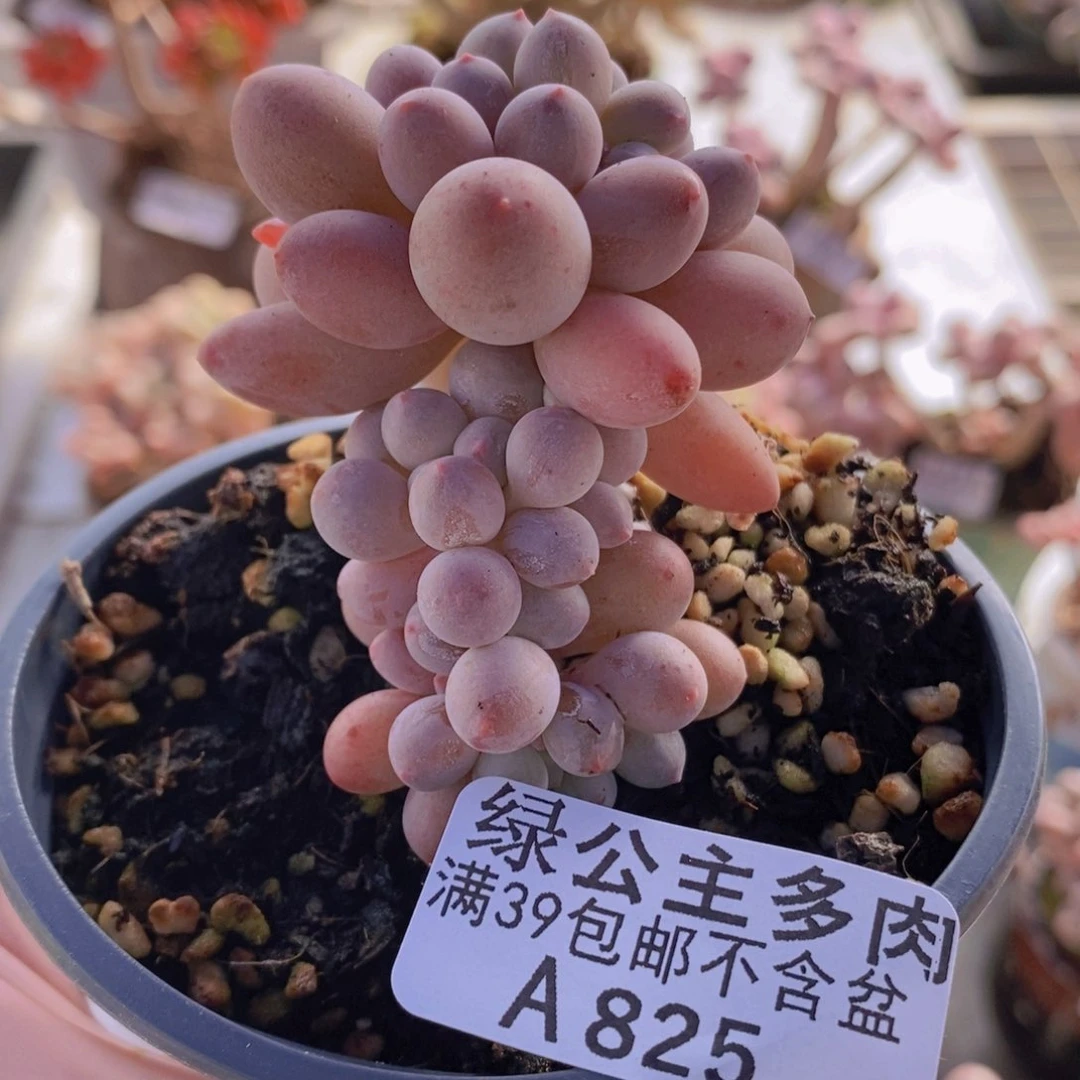 手指奶5cm825多肉植物