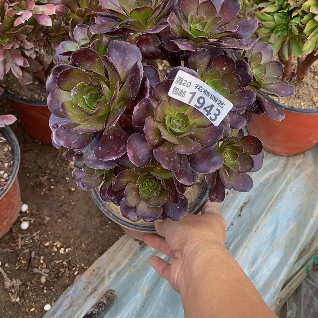 1943 号一物一拍多肉植物