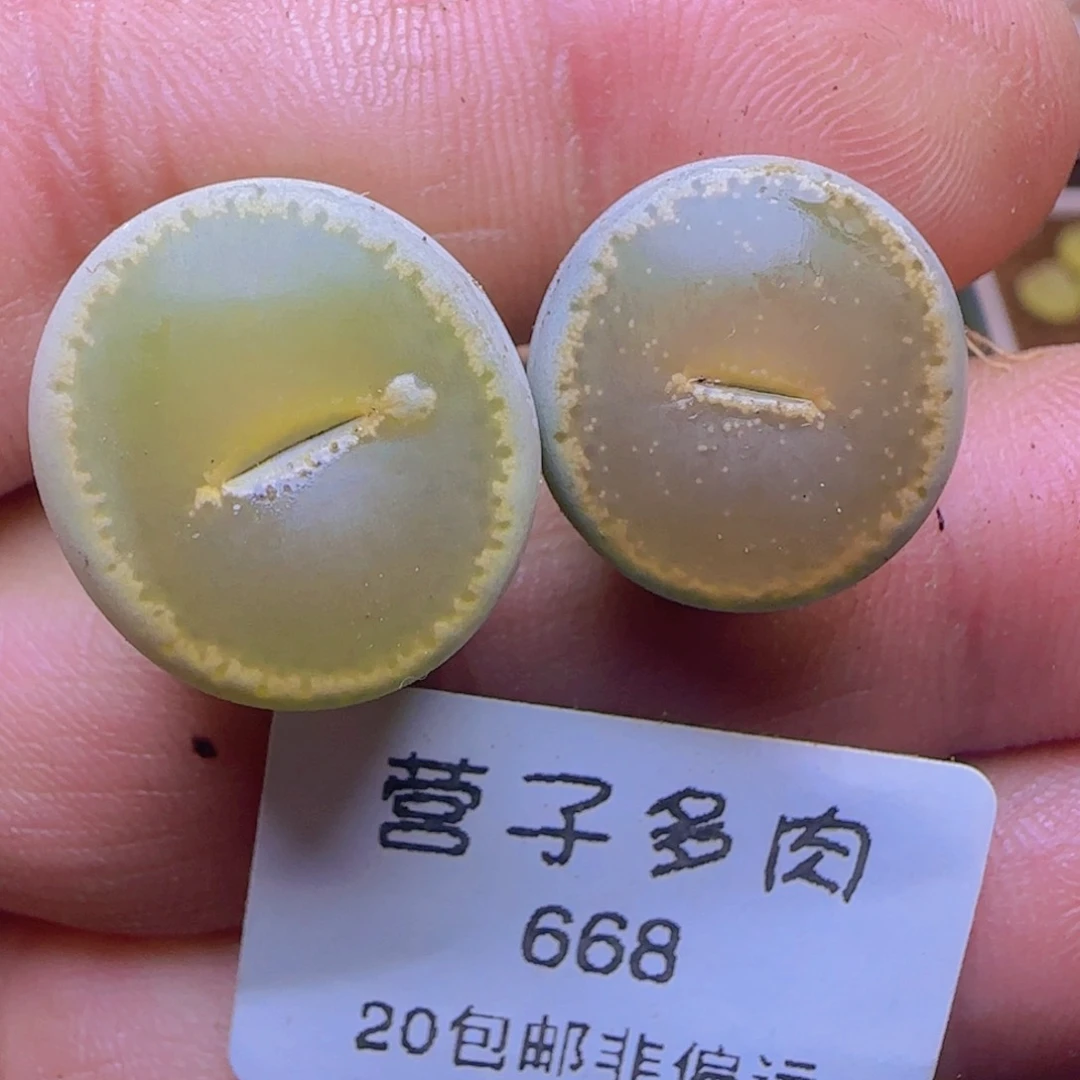 和田玉。