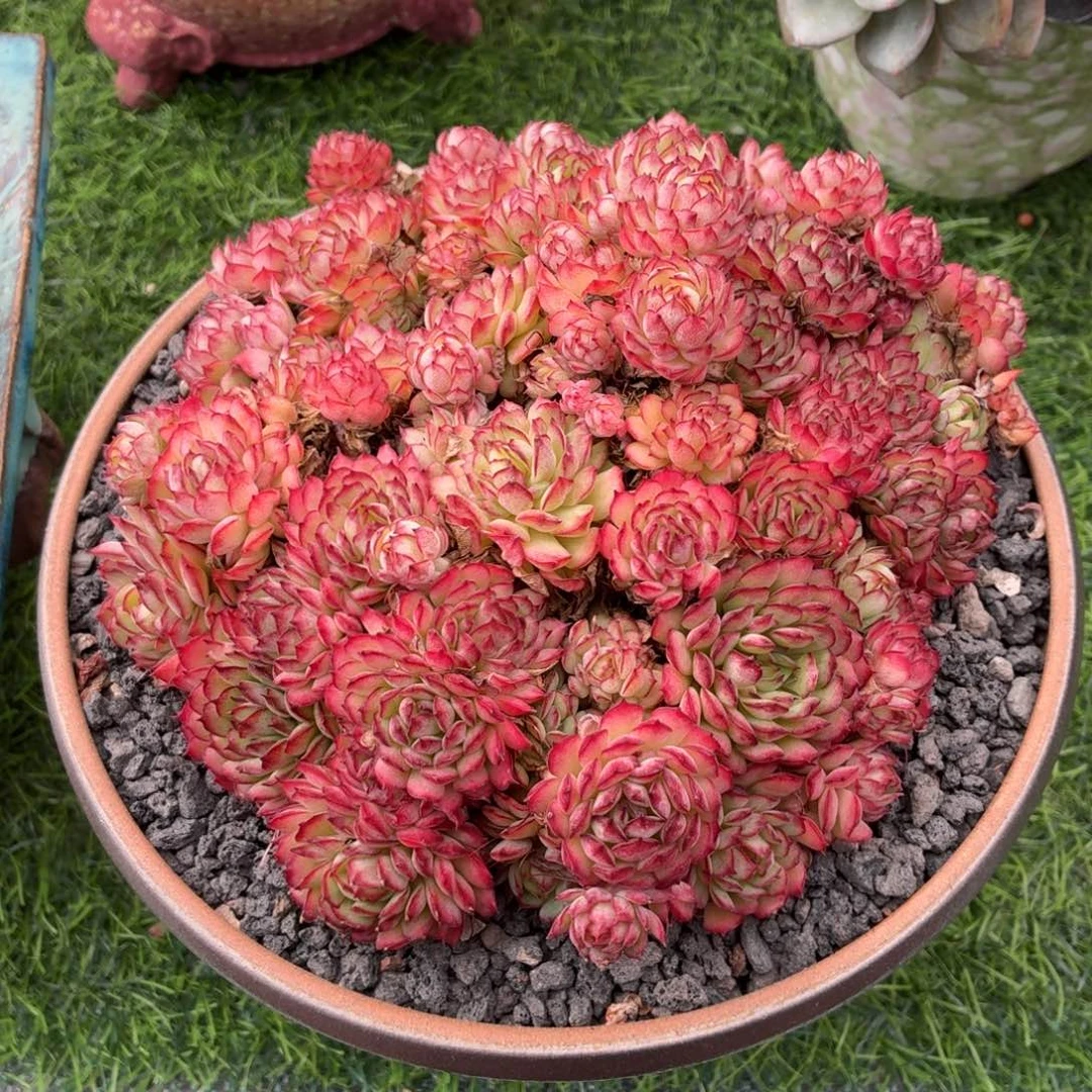 多肉植物 梦幻玫瑰-4