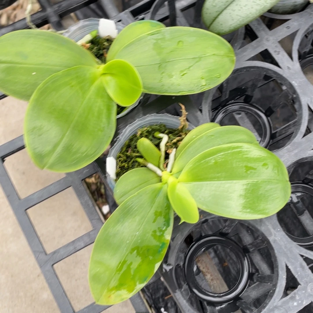 当前无花栽培后可以开花2.5超级星交鱼鱼一颗