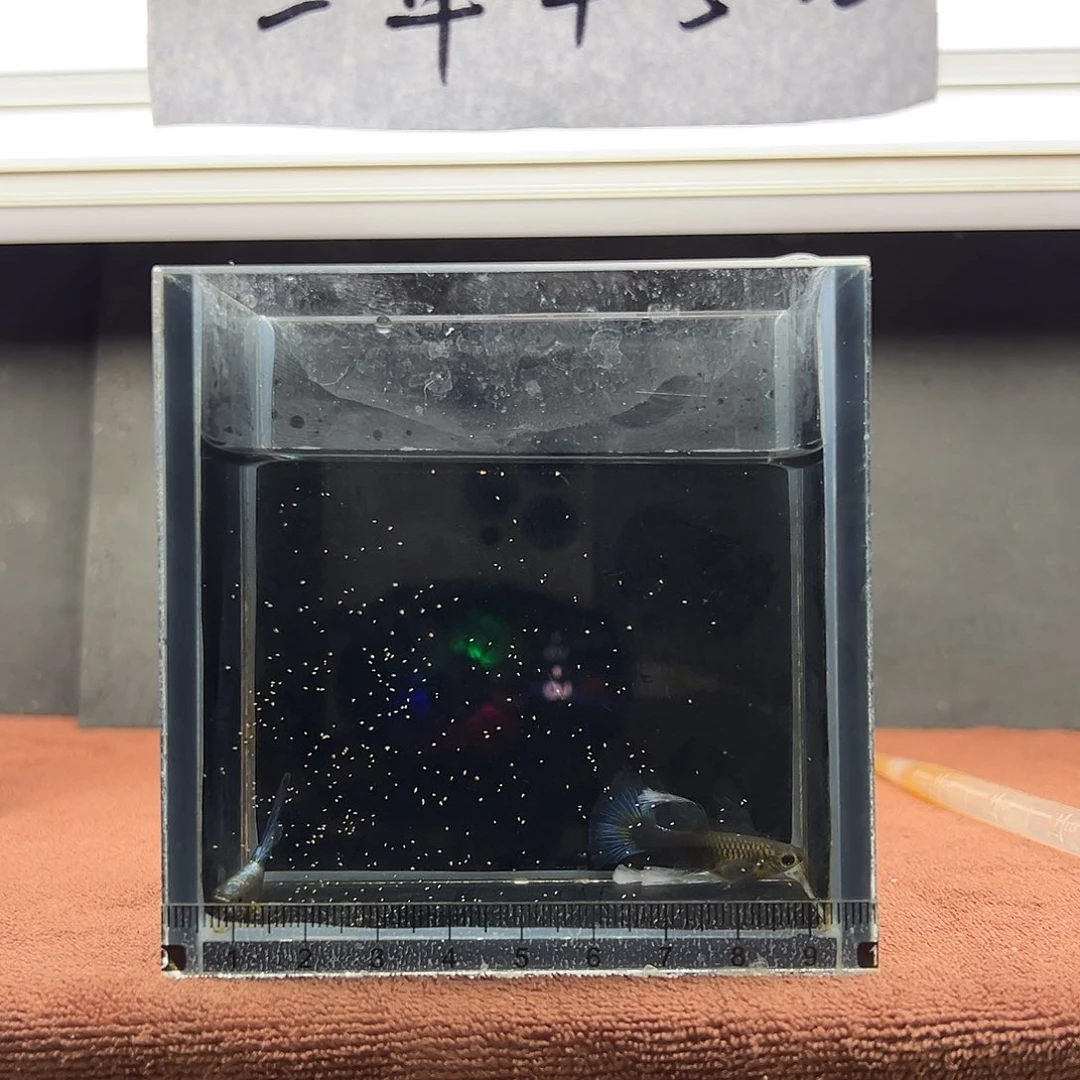 孔雀鱼蓝礼服绣球一对