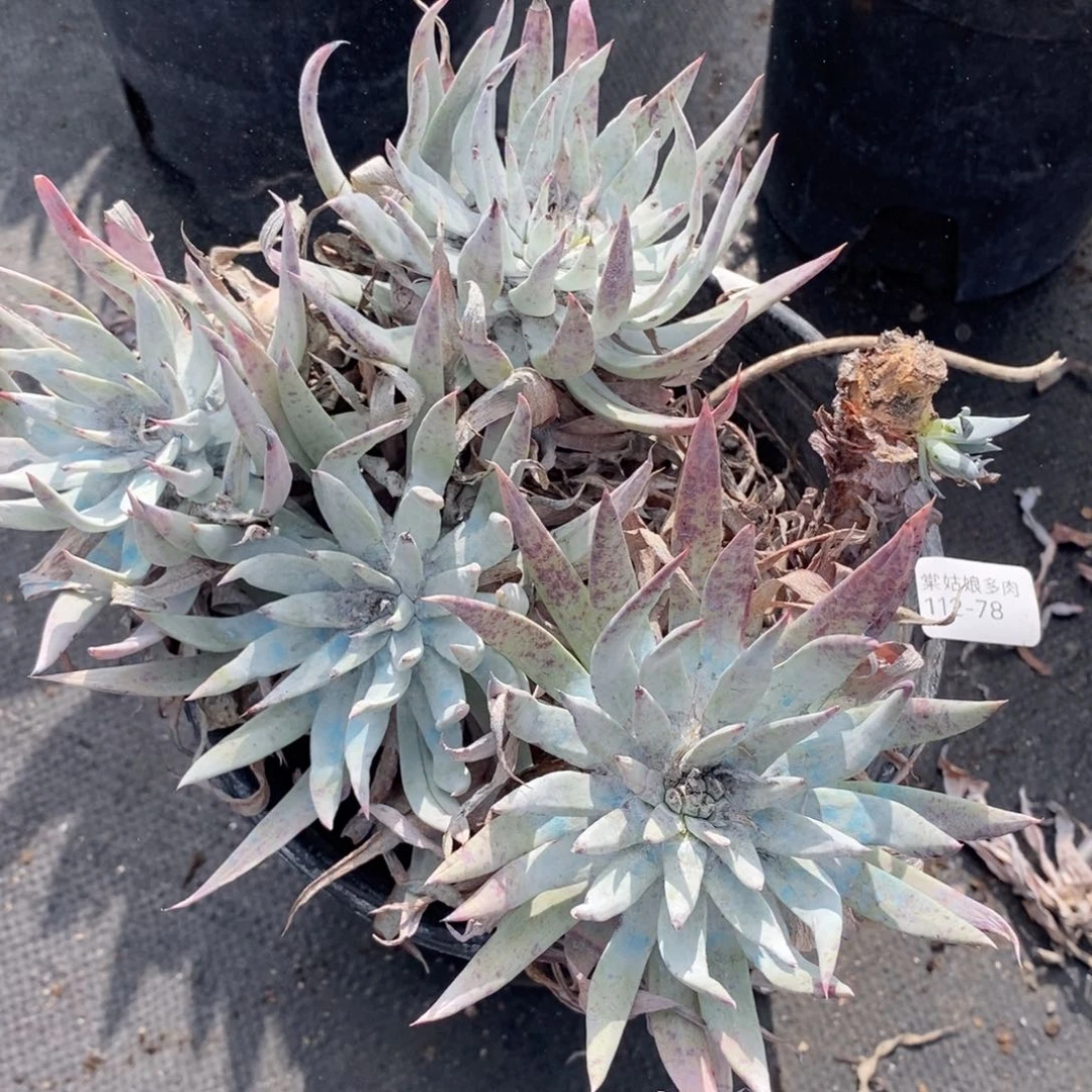 78号法瑞杂虚瑕疵