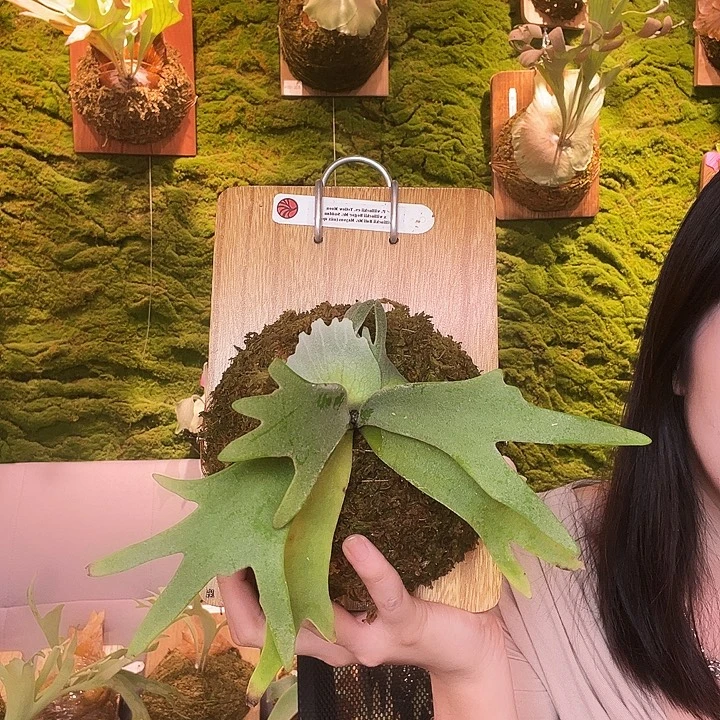 不开花植物Nook混播