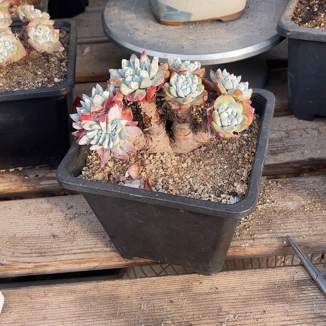 晨溪园艺仙女杯呀