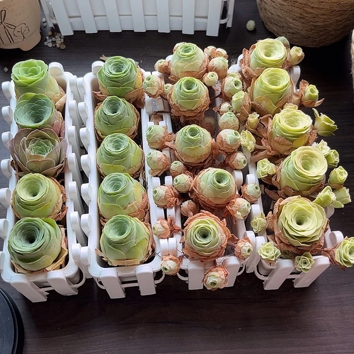 小玉➕阿罗拉➕水蜜桃➕混播单头5个