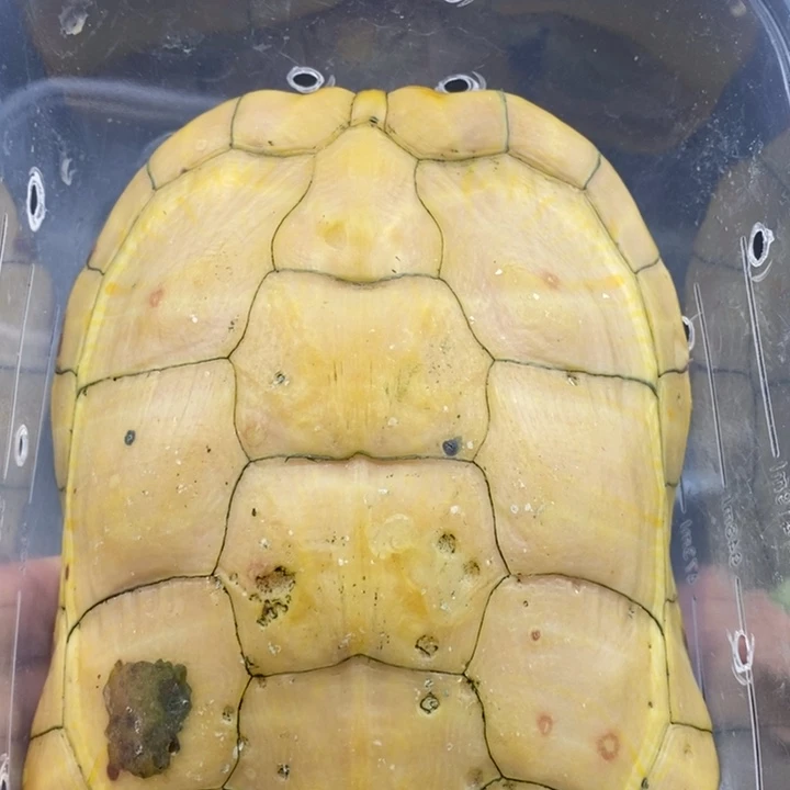 巴西彩龟母6666666