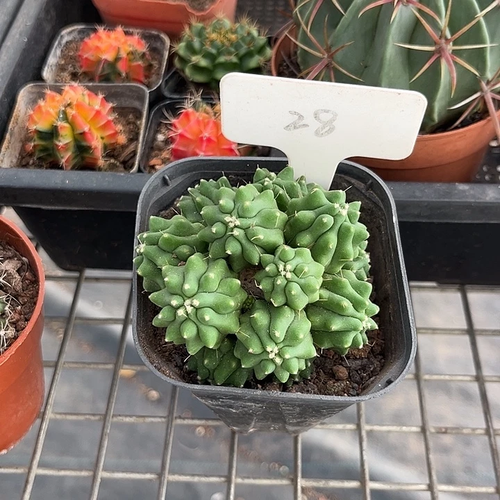 我也不知道我为什么要这样