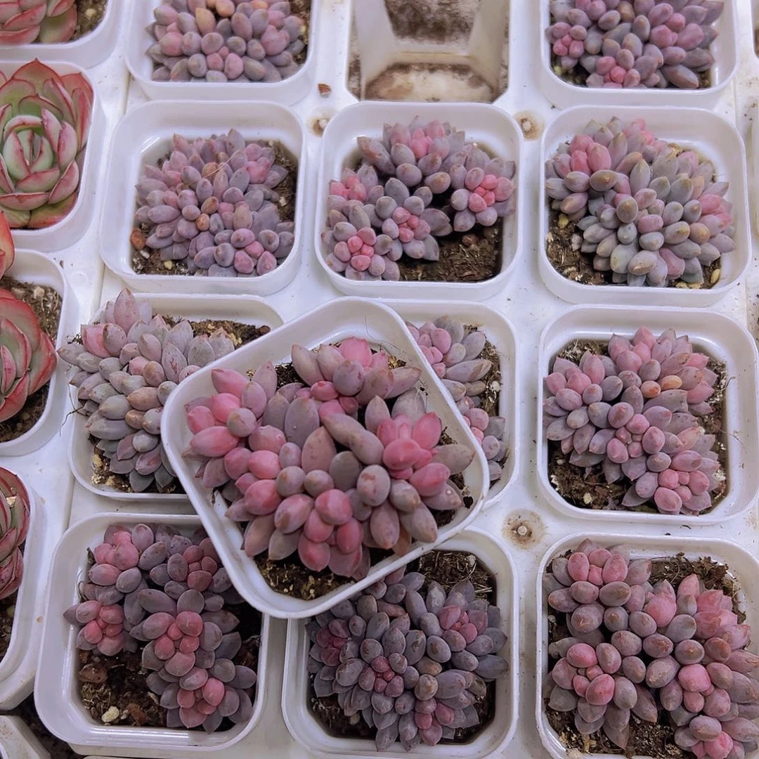 5头起蓝舌香水19包邮