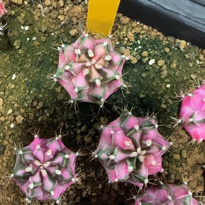 85-1230泰国发货多肉