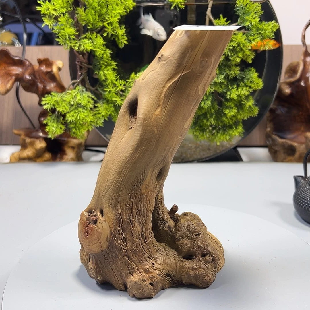 大果紫檀（缅甸花梨）言***唐