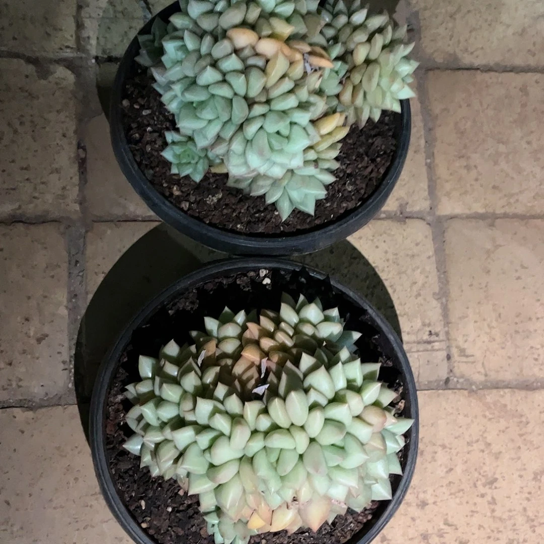 寄养链接的肉肉的