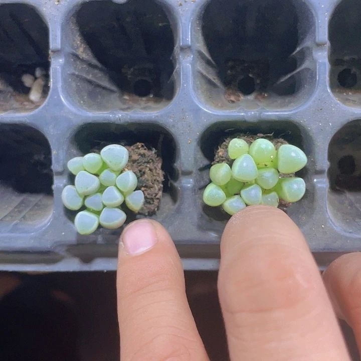 五十玲玉精品多肉