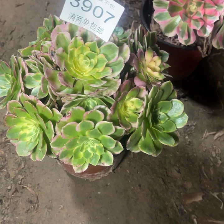 3907海王的人多肉的