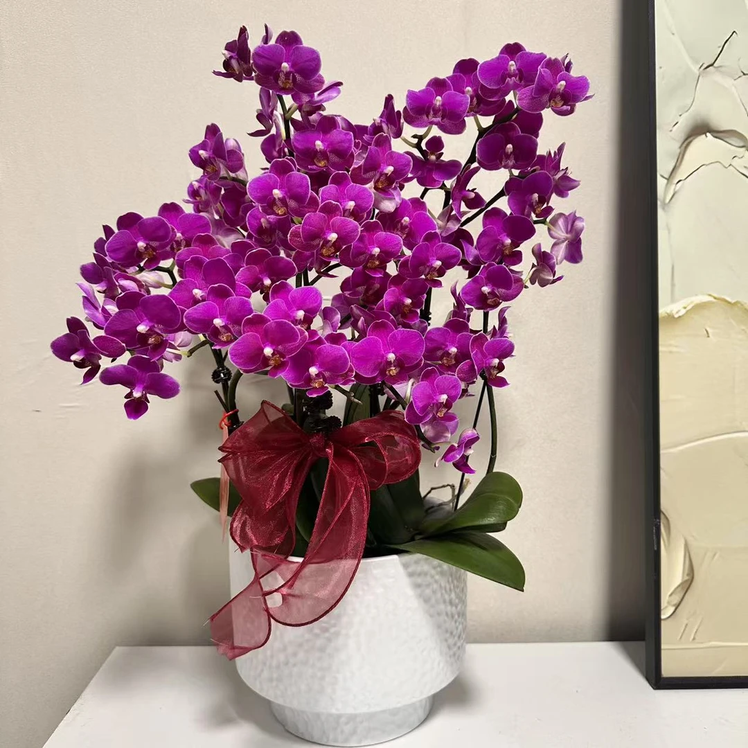 蝴蝶兰 【满堂红】送人送礼 乔迁之喜 鲜花绿植 佛山基地直发