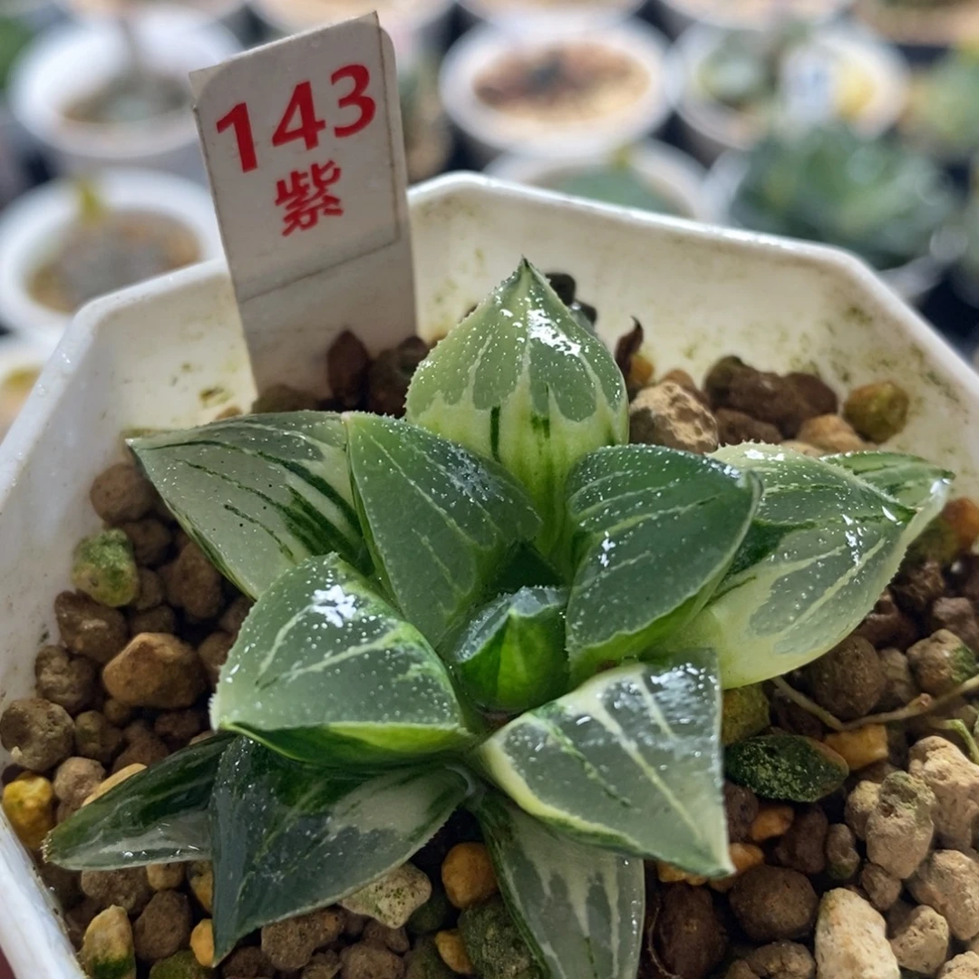 143寿十二卷多肉植物