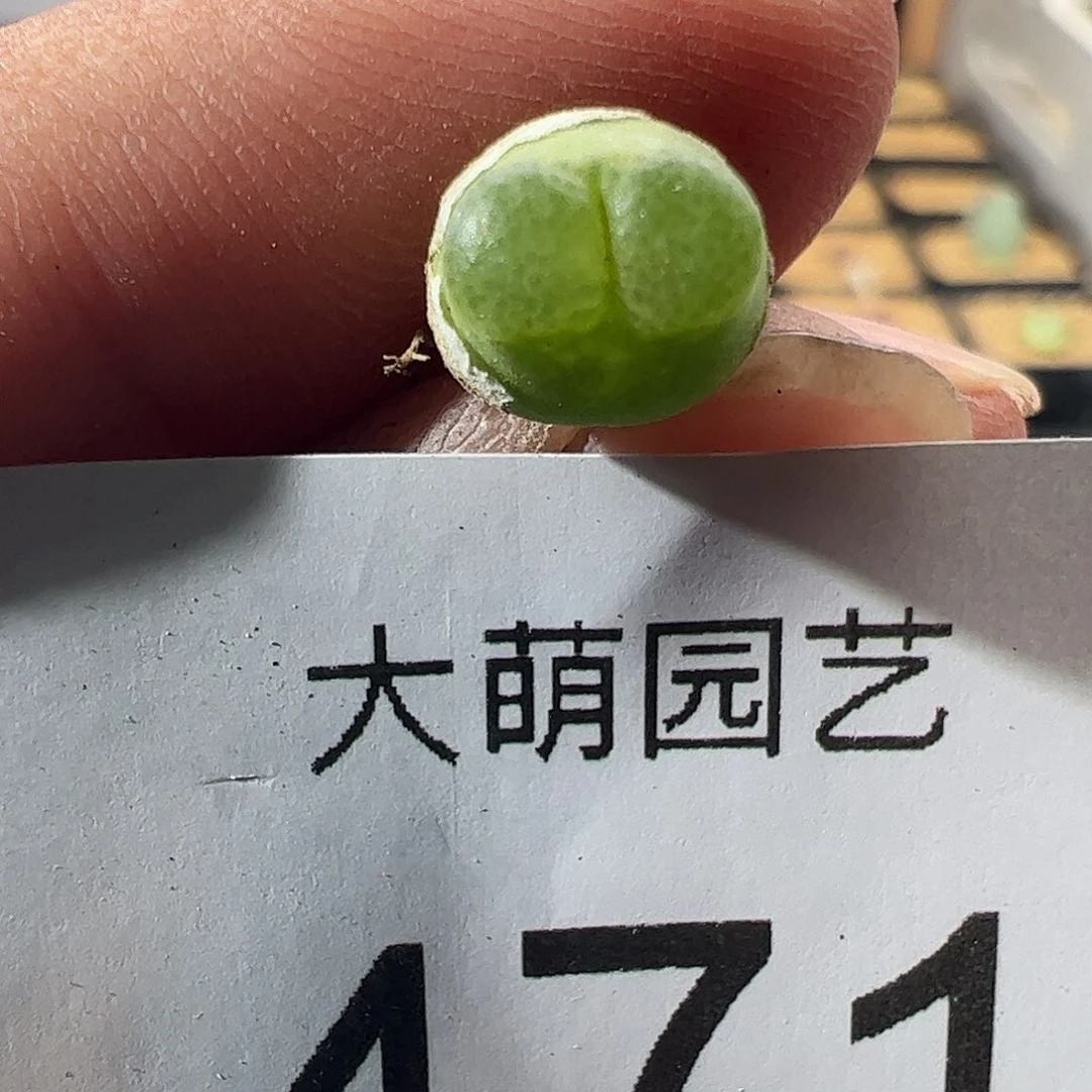 一物一拍。     471