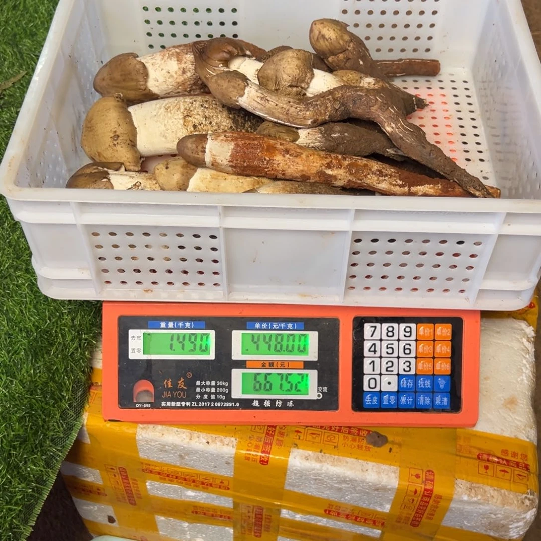 七***野杂菌菇中国大陆大鸡枞 1.49kg