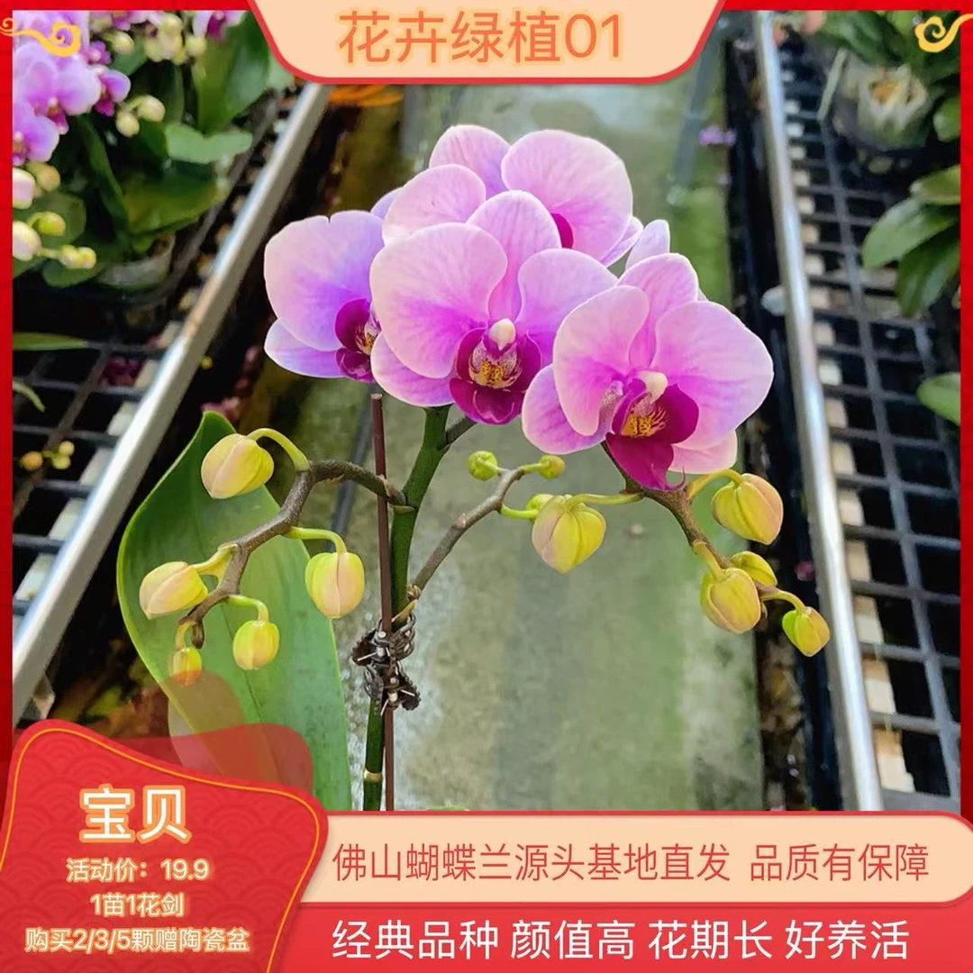 【宝贝01】蝴蝶兰变异花卉颜值高花期长