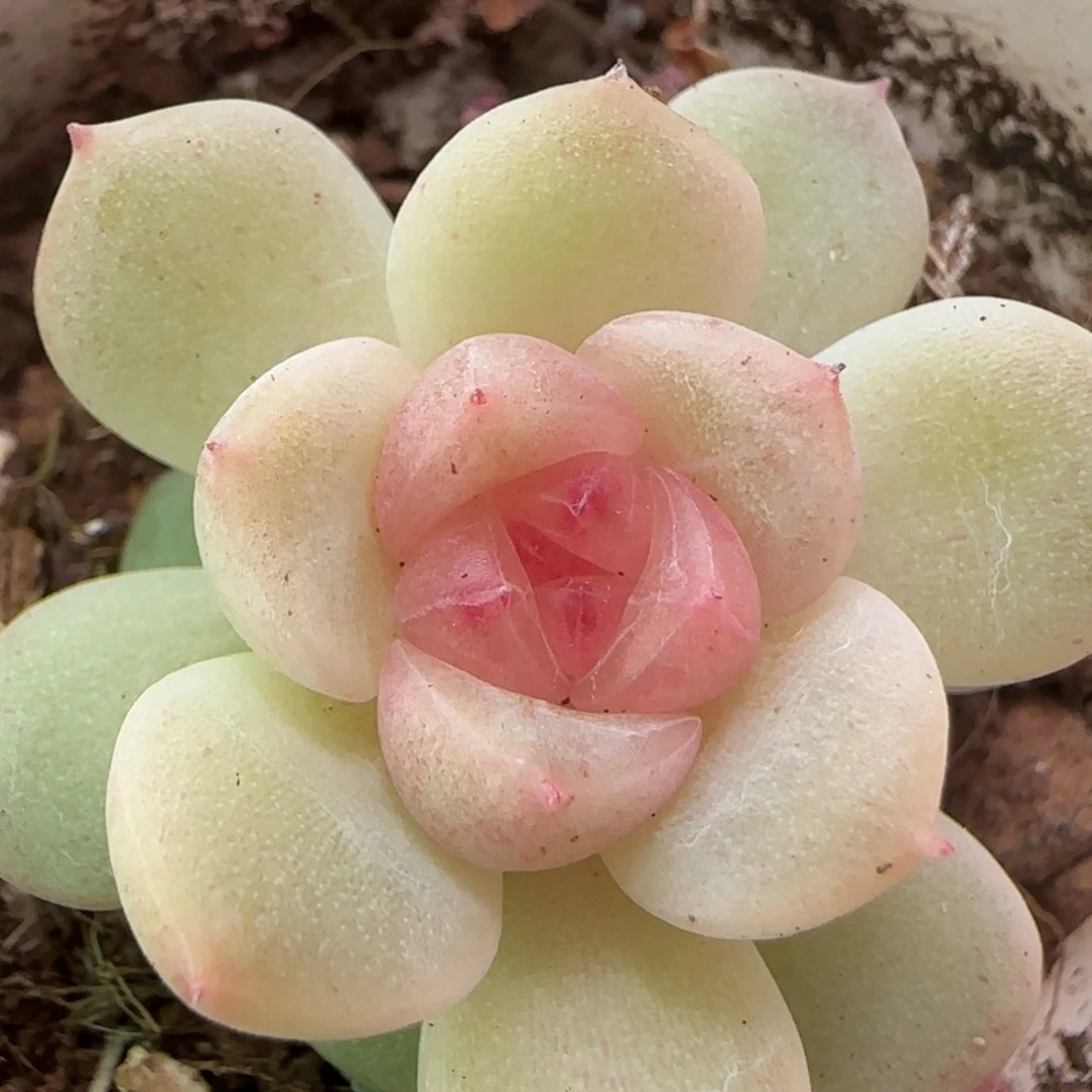 甜心TN多肉一颗量拍