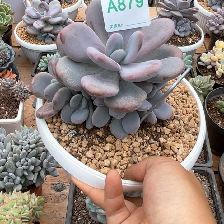 一***1哈哈哈哈哈哈哈哈379