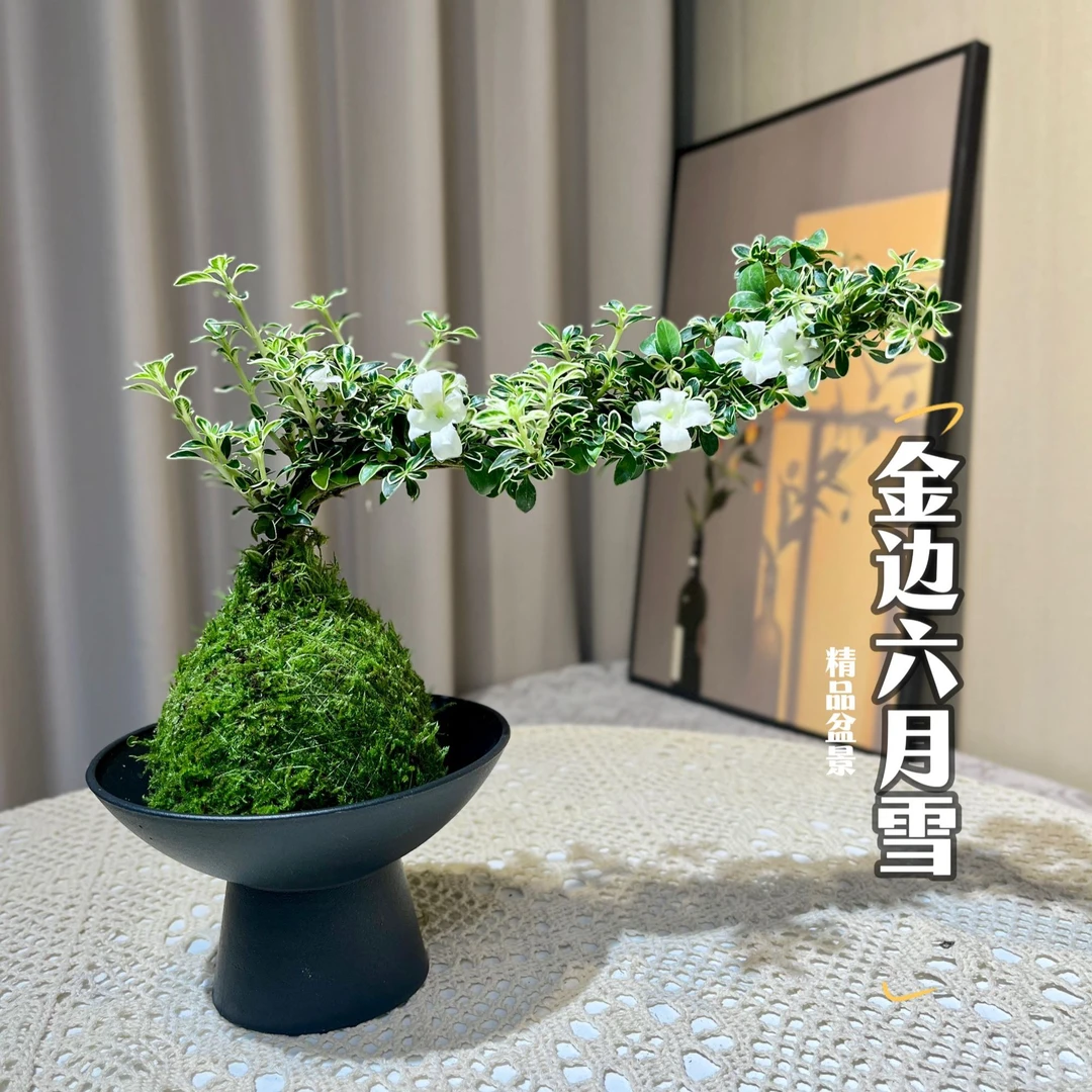 金边六月雪桌面精致盆景苔藓球水培绿植造型