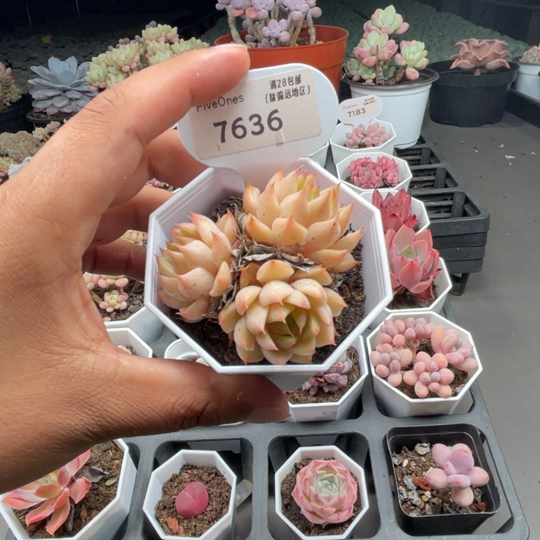 7636苯巴蒂斯4.0厘米