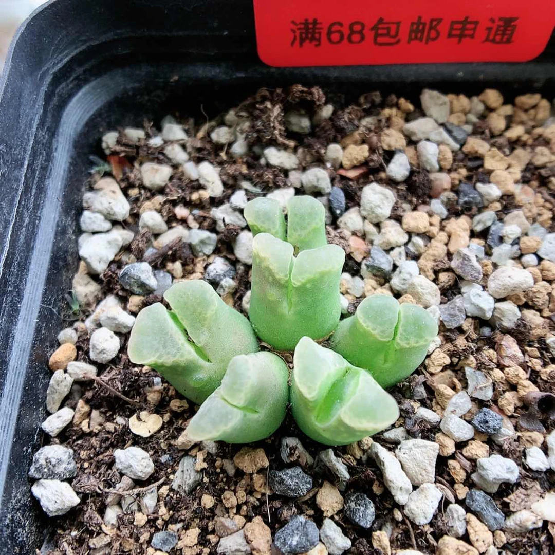【闪购商品】6-17-7 风铃一群