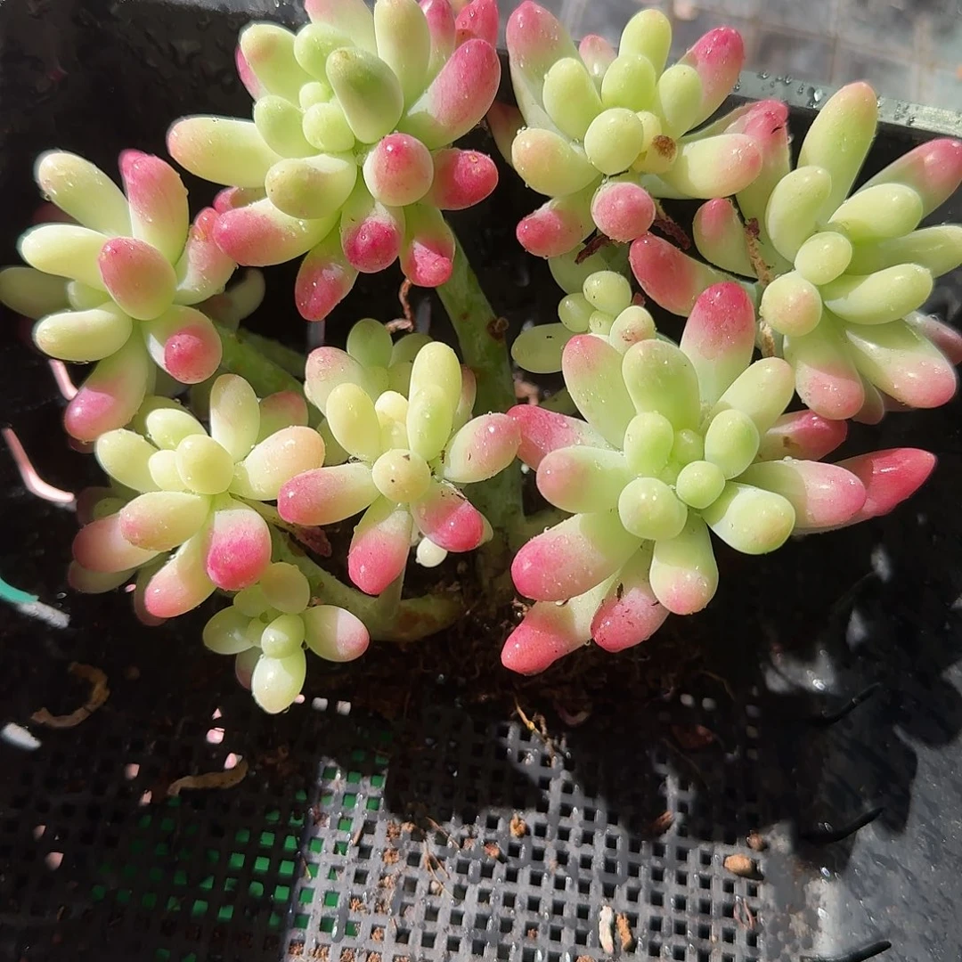 果冻乙女心彩锦，多肉植物