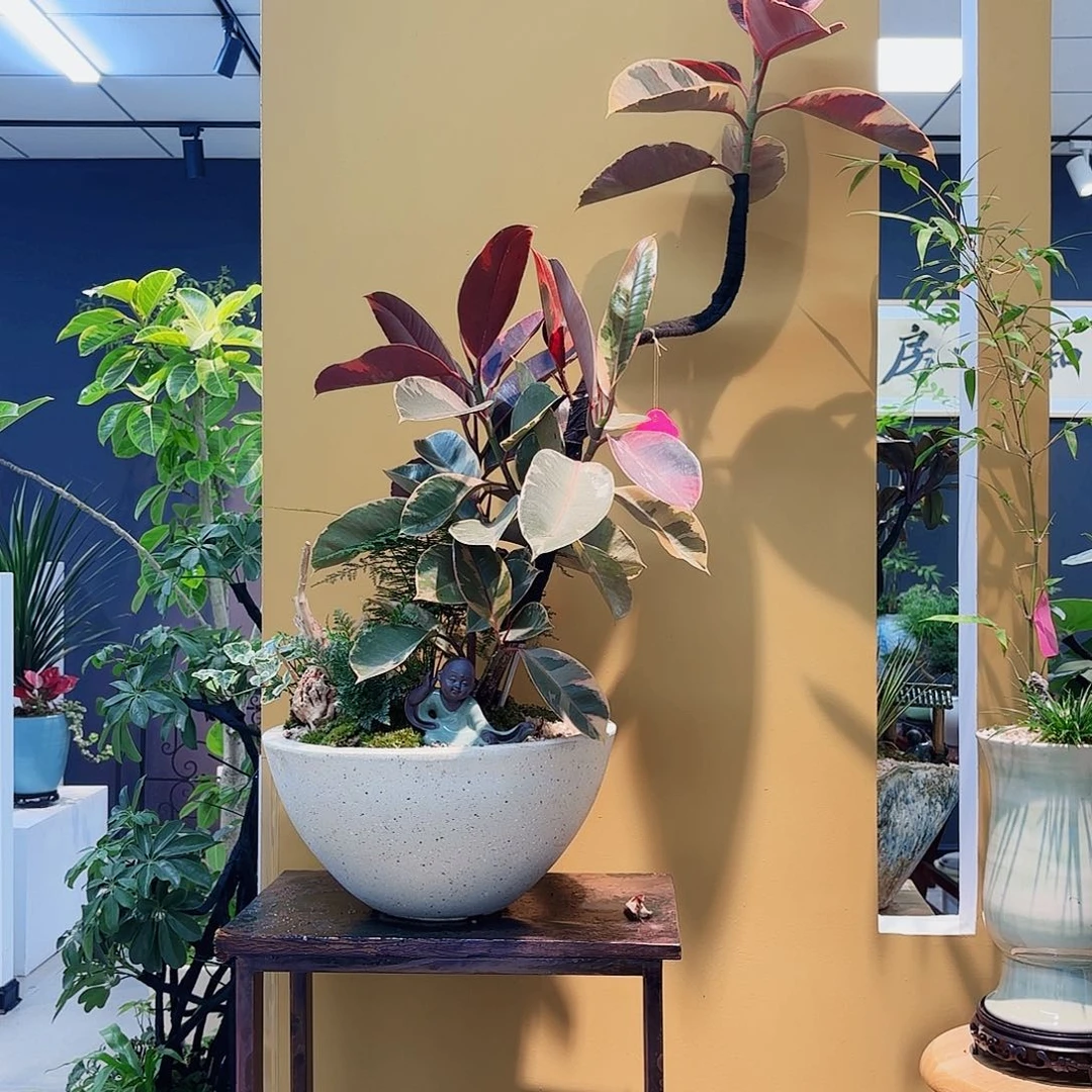 高端绿植一物一拍