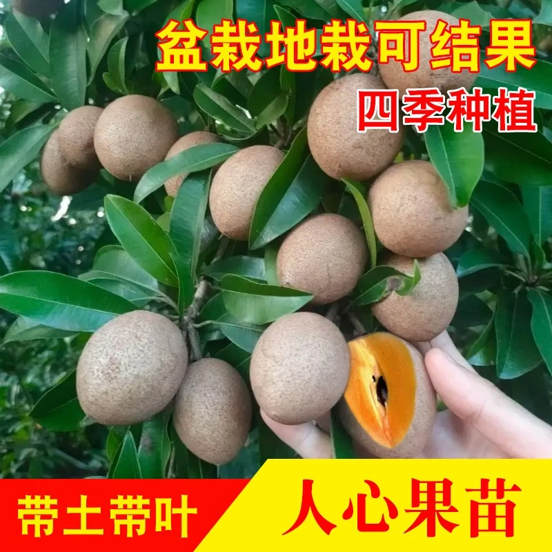 四季软枝人心果树苗广西仁心果越南大果人心果树苗庭院盆栽地栽