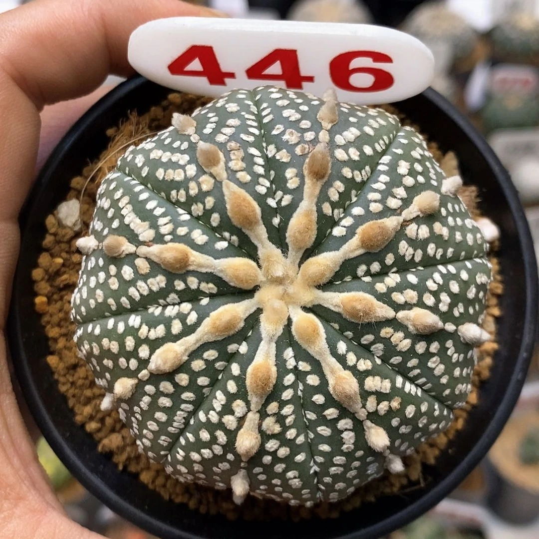 千***~446福利 饿健健康康地