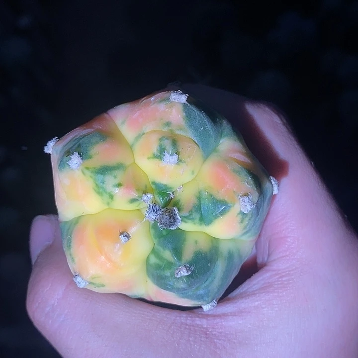 三角苗接大尤散斑龟甲鸾锦