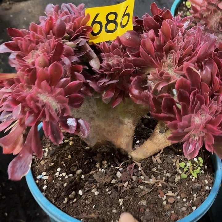 多肉植物福利来686