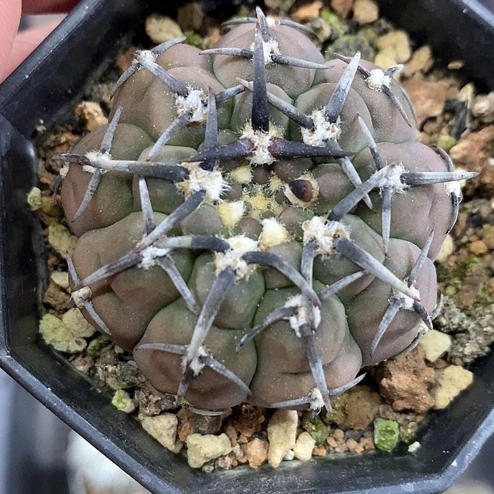 孤品实生顶级黑粗刺怪龙丸4.5cm