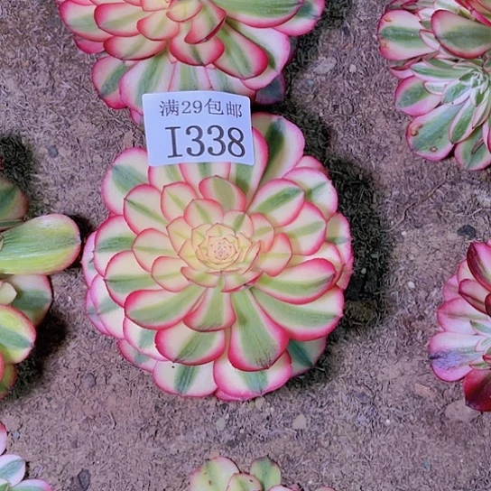 338荔枝多肉植物