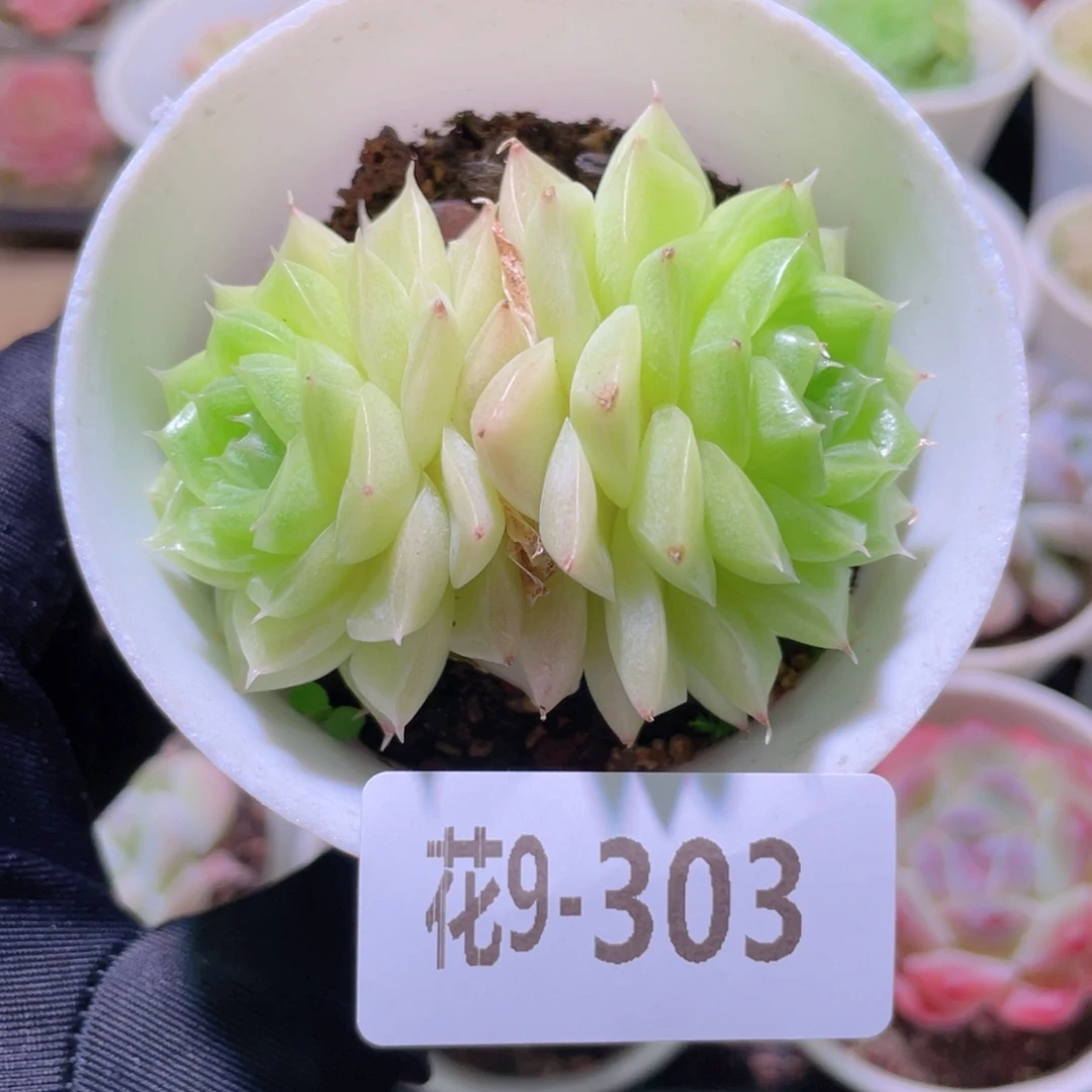 花利美9-303麦秆双头