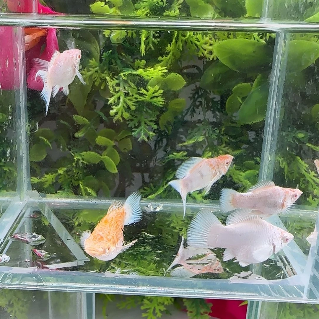 孔雀鱼钻石玛丽樱花2对
