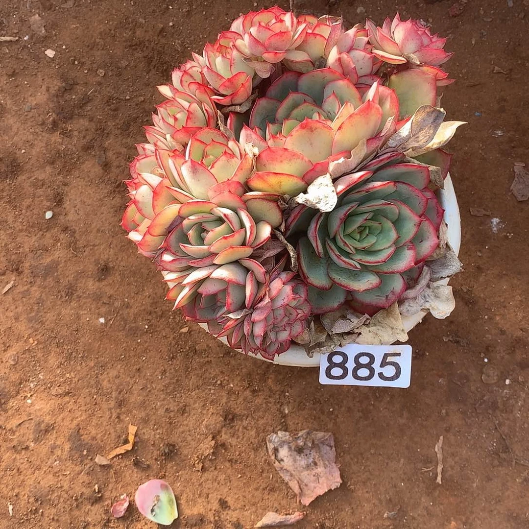 885 一物一拍多肉